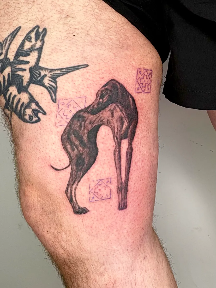 Saluki